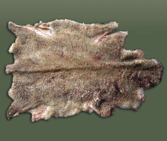 Merino's lamb skin